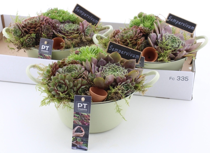 <h4>ARR SEMPERVIVUM</h4>