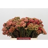Kaaps Groen Red Brunia Small
