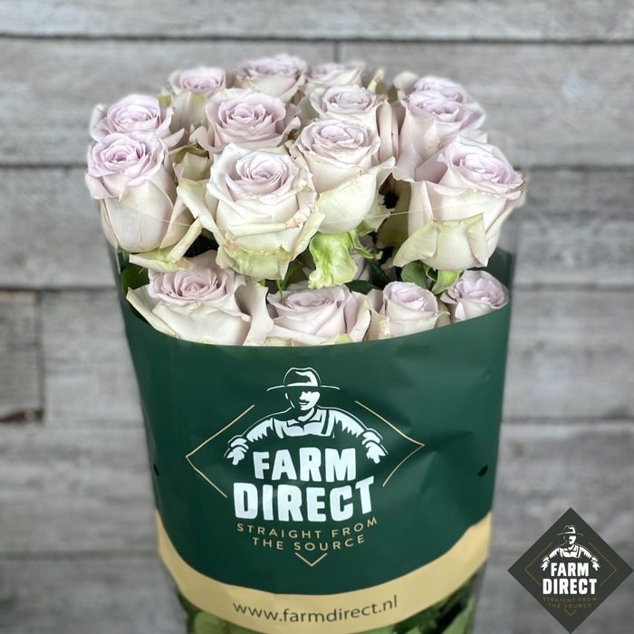 <h4>R GR STAR PLATINUM</h4>