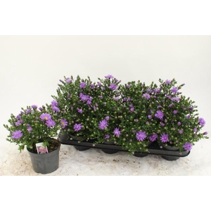 ASTER D AL D PURP LA