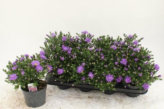 <h4>ASTER D AL D PURP LA</h4>
