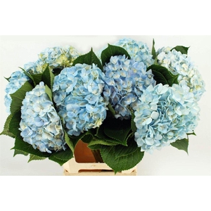 Hydr M Therese Blue 65cm
