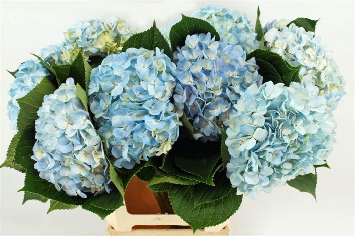 <h4>Hydr M Therese Blue 65cm</h4>