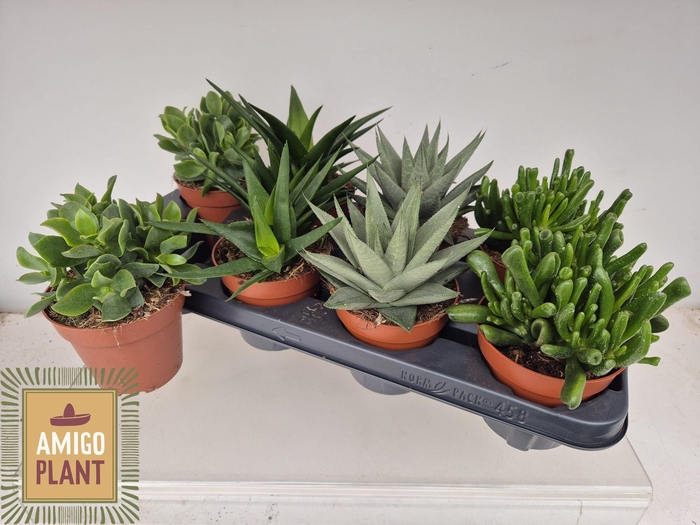 <h4>SUCC GEM 4 SRT</h4>