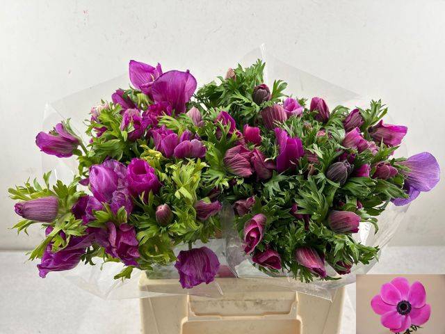 <h4>ANEM CO MAR ORCHID</h4>