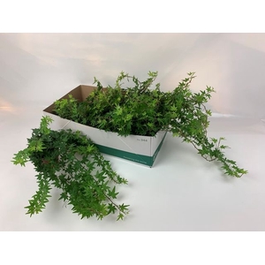 Hedera Sjoelle 13Ø 25cm 45cm