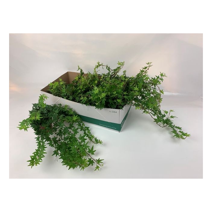 <h4>Hedera Sjoelle 13Ø 25cm 45cm</h4>