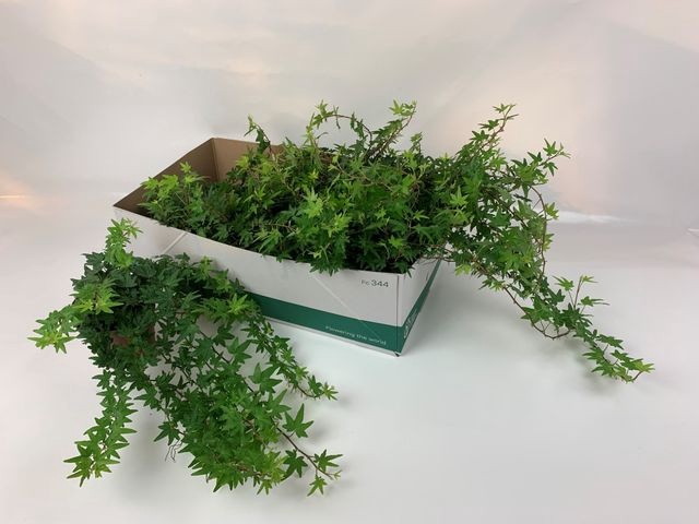 Hedera Sjoelle 13Ø 25cm 45cm