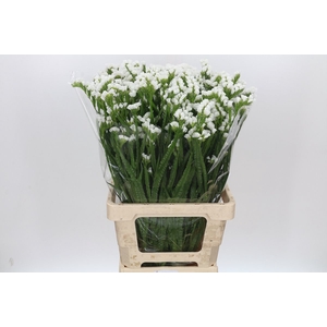 Limonium Statice White