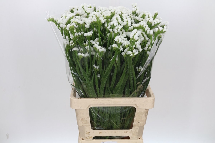 <h4>Limonium Statice White</h4>