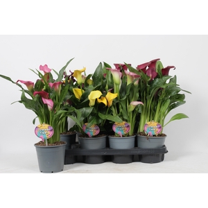 ZANT GEM