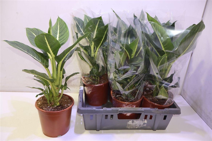 <h4>Dieff Green Magic</h4>