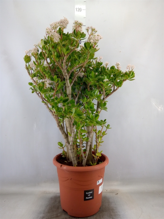 <h4>Crassula ovata</h4>