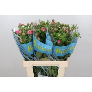 RANUNCULUS BUTTERFLY HERA*