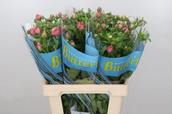 <h4>RANUNCULUS BUTTERFLY HERA*</h4>