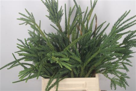 <h4>Con. Cryptomeria Ballerina</h4>