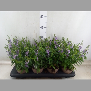 Angelonia  'Serena Purple'