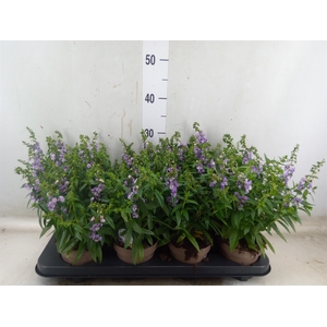 Angelonia  'Serena Purple'