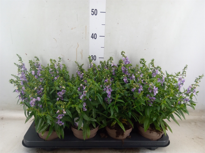 <h4>Angelonia  'Serena Purple'</h4>
