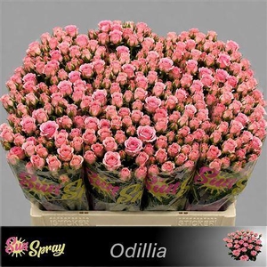 R Tr Odilia