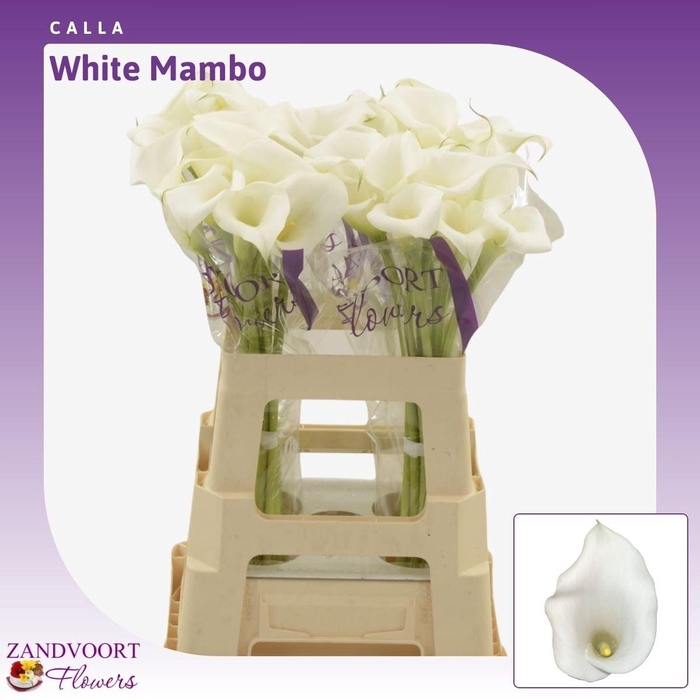 <h4>Calla White Mambo</h4>