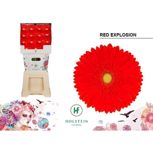 Gerbera diamond red explosion