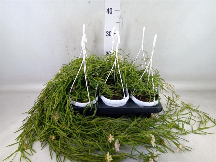 <h4>Hoya linearis</h4>