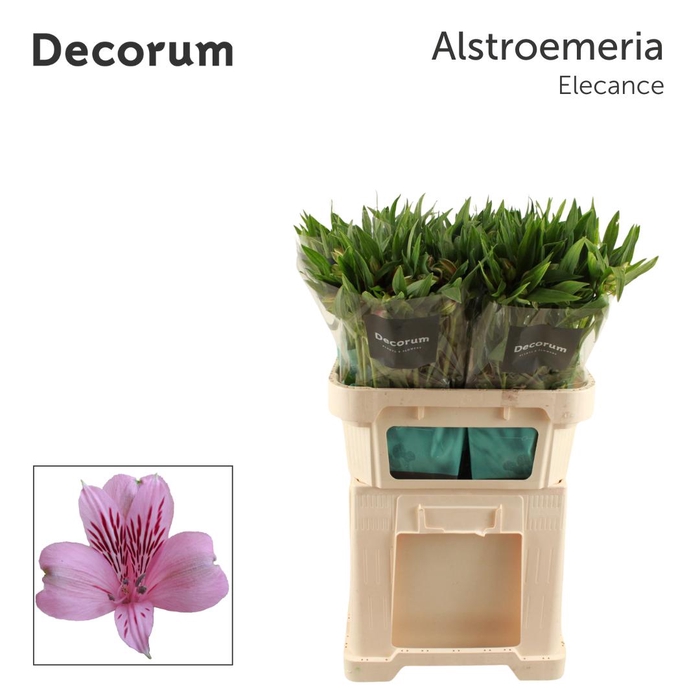 <h4>ALSTR ELEGANCE Decorum</h4>