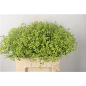Alchemilla M Robustica