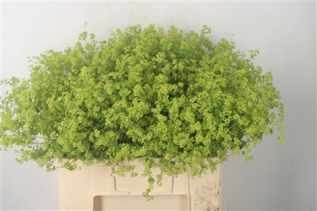 <h4>Alchemilla M Robustica</h4>