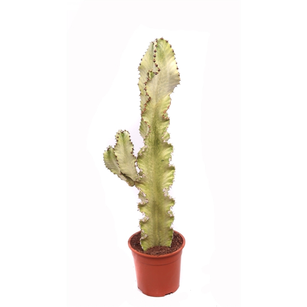 <h4>Euphorbia erytrea variegata 19 cm</h4>