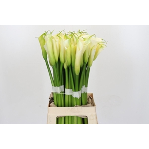 Zantedeschia Eydolls White