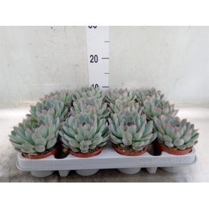 Echeveria  'Apus'