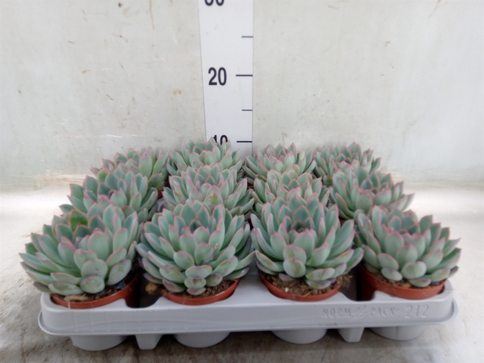 <h4>Echeveria  'Apus'</h4>