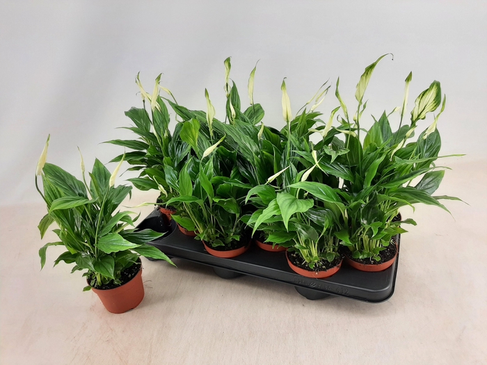 <h4>SPATH CHOPIN</h4>