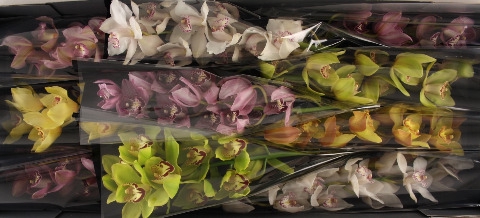 <h4>Cymbidium Mix Doos</h4>