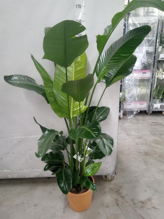 <h4>Strelitzia nicolai</h4>