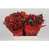 Hypericum True Romance