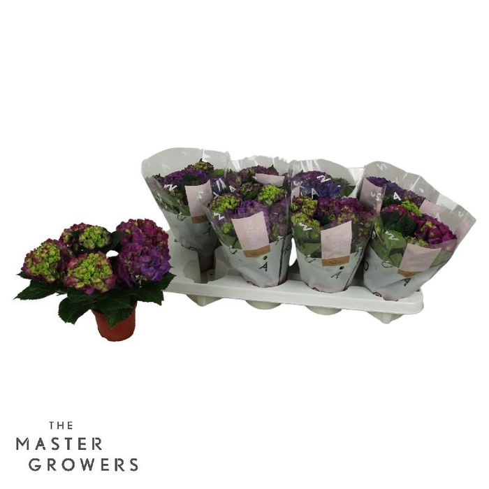 <h4>Hydrangea Macrophylla 2-kleurig Ningbo 3+</h4>