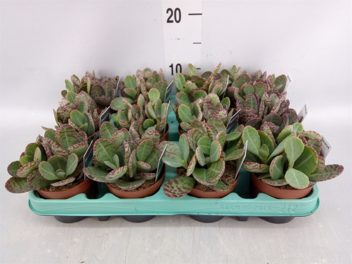 <h4>Kalanchoe NF marmorata 'Partridge'</h4>