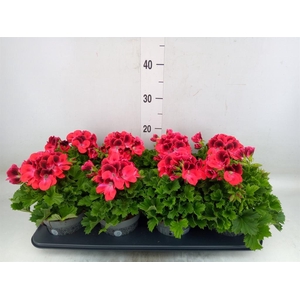 Pelargonium gran.   ..