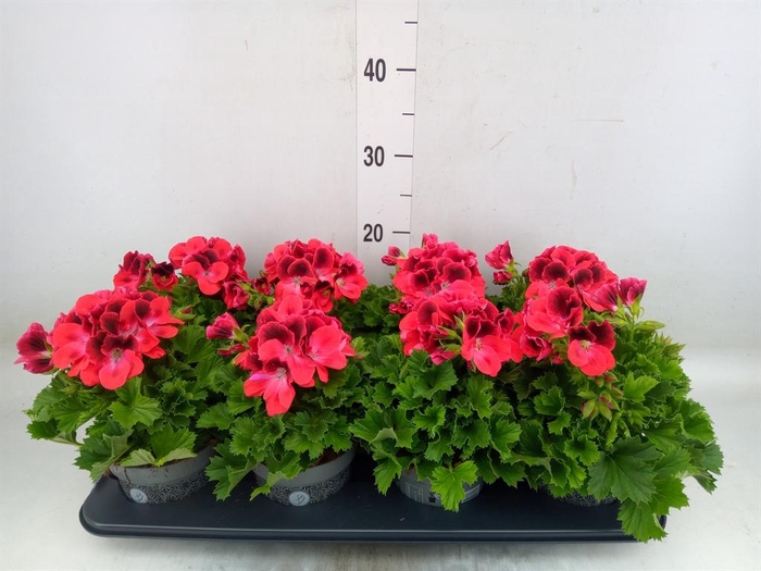 <h4>Pelargonium gran.   ..</h4>
