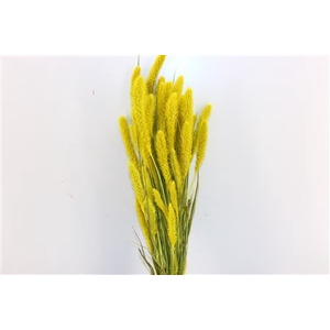 Dried Setaria Exclusive Yellow Bunch