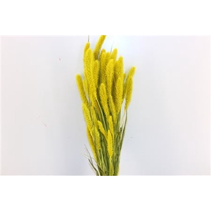 Dried Setaria X5 Yellow Bunch