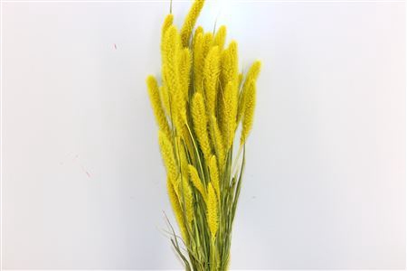 Dried Setaria Exclusive Yellow Bunch
