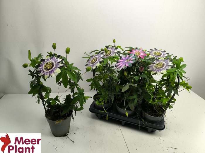 <h4>PASS CAERULEA</h4>