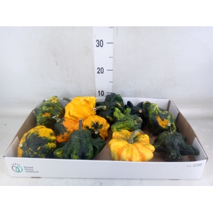 Cucurbita