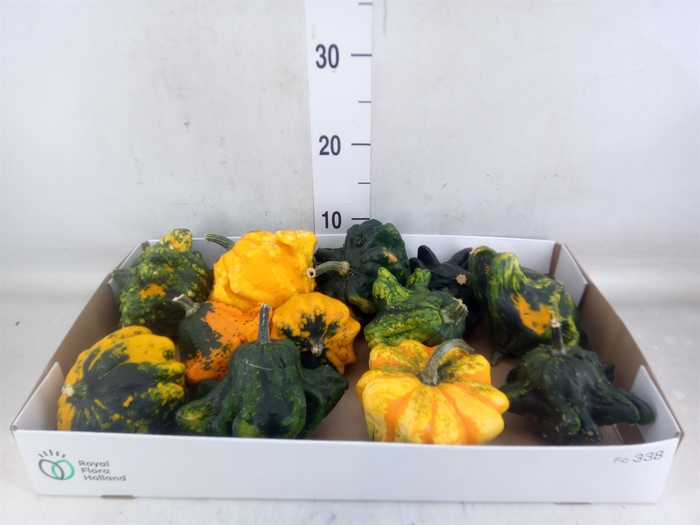 <h4>Cucurbita</h4>