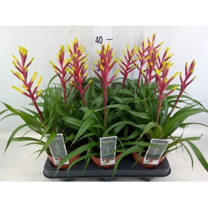 Guzmania  'Misty'