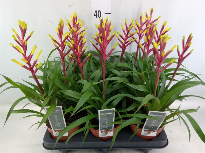 <h4>Guzmania  'Misty'</h4>